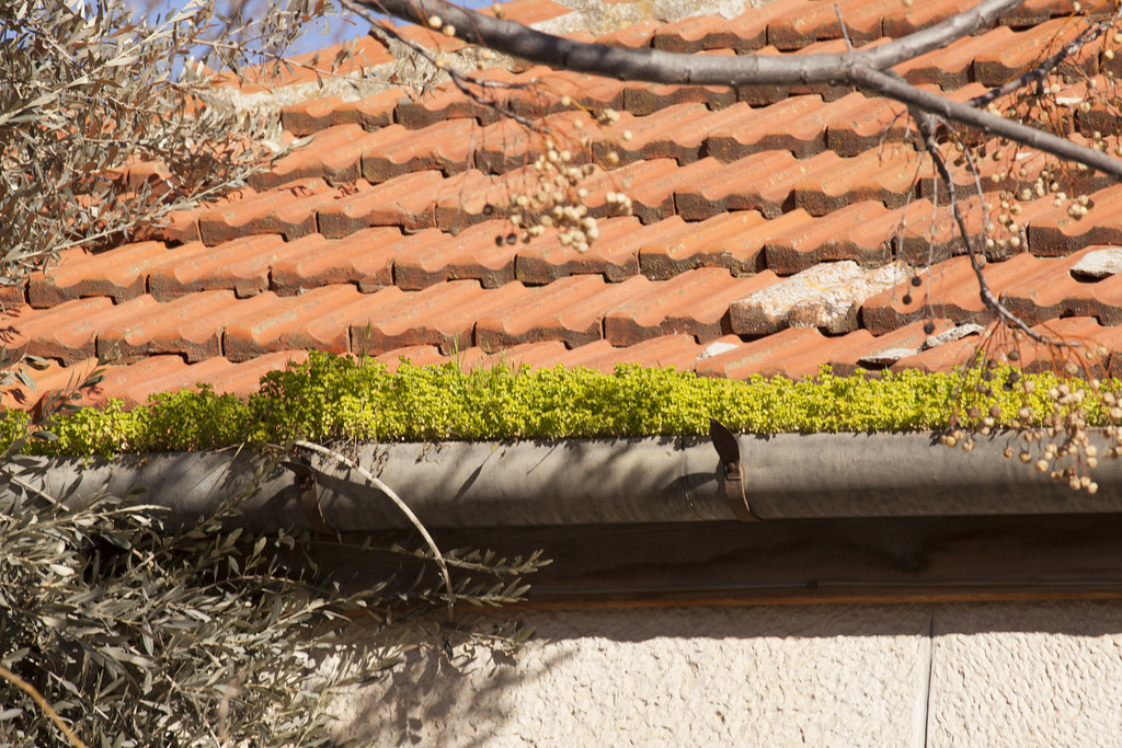 Terracotta tile roofline in need of a gutter clean-out